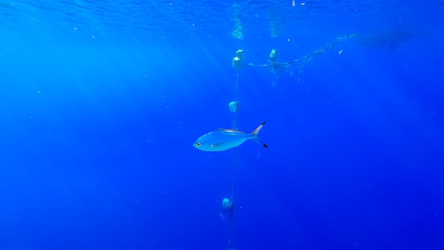 Fundo do mar subaquático bonito em que nadam peixes marinhos tropicais.