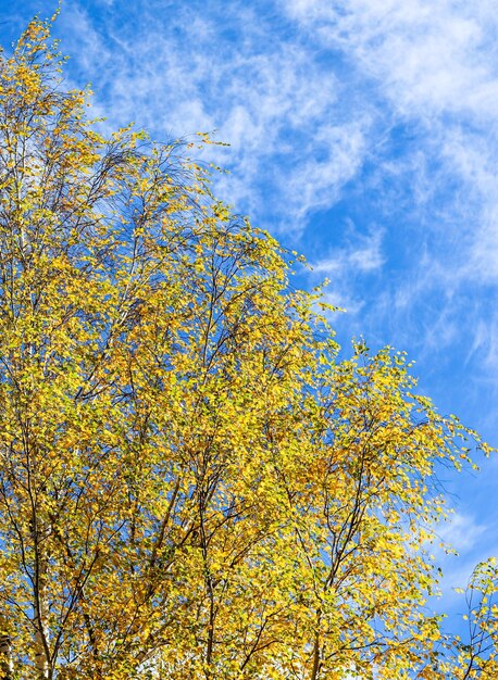 Fundo do outono Folhas amarelas brilhantes em ramos de bétula contra o céu azul