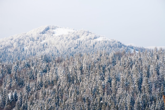 Fundo do país das maravilhas do inverno Dia ensolarado gelado na floresta de abetos da montanha Árvores nevadas e céu azul