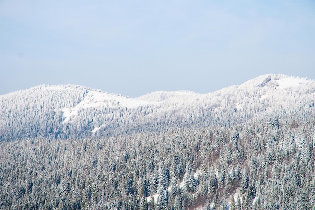 Fundo do país das maravilhas do inverno Dia ensolarado gelado na floresta de abetos da montanha Árvores nevadas e céu azul