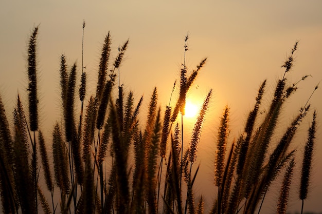 Fundo do por do sol da grama das flores da silhueta