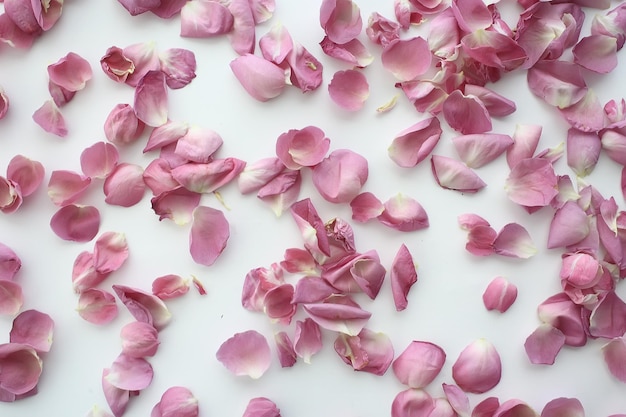 fundo dobra flor macro / flor vermelha, aroma abstrato fundo suave rosa de verão