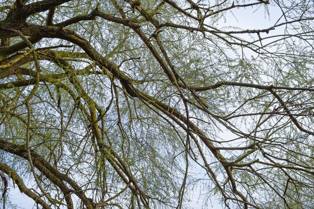 Fundo dos galhos das árvores Botão de abeto para florescer na primavera