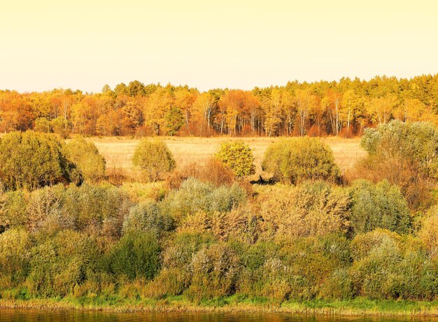 Fundo dourado de paisagem de floresta de outono