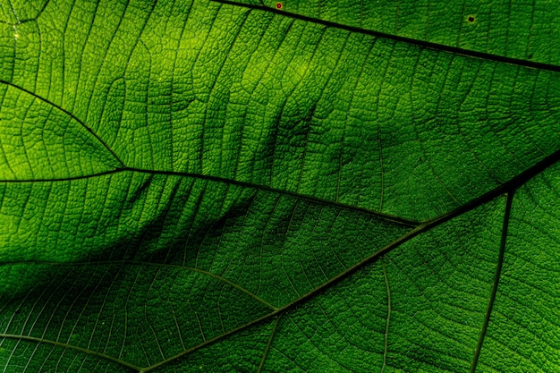 Fundo e textura, colse-up da textura da folha do verde da natureza como o fundo.