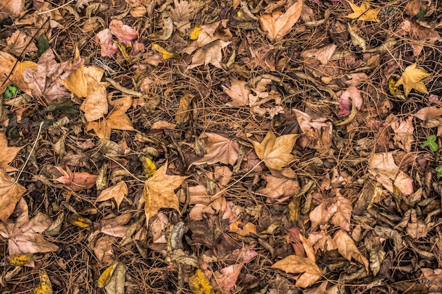 Fundo e textura de folhas marrons Textura de fundo de folhas secas