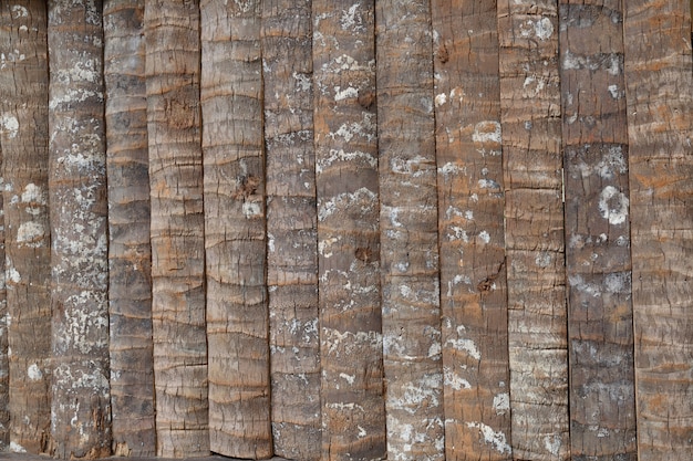 fundo e textura de madeira do coqueiro e superfícies do coqueiro