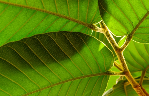 Fundo e textura verdes da folha de Dipterocarpus