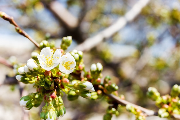 Fundo ensolarado da mola da flor de cerejeira. Árvore de cereja de florescência