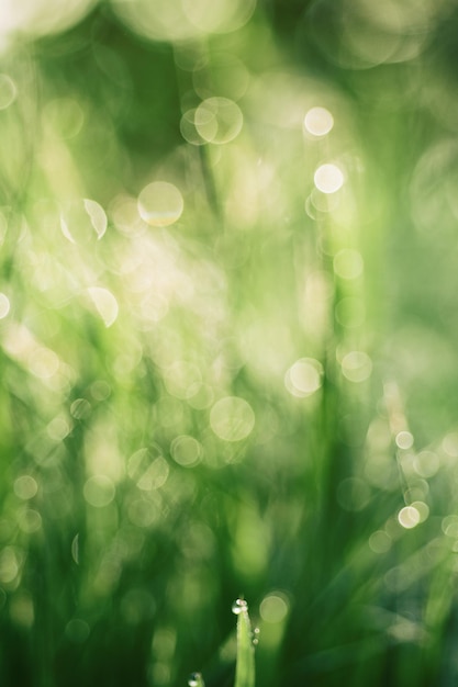 Fundo ensolarado desfocado verde suave abstrato natural com grama e pontos de luz Cenário de páscoa de primavera com espaço de cópia