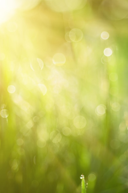 Fundo ensolarado desfocado verde suave abstrato natural com grama e pontos de luz Cenário de páscoa de primavera com espaço de cópia