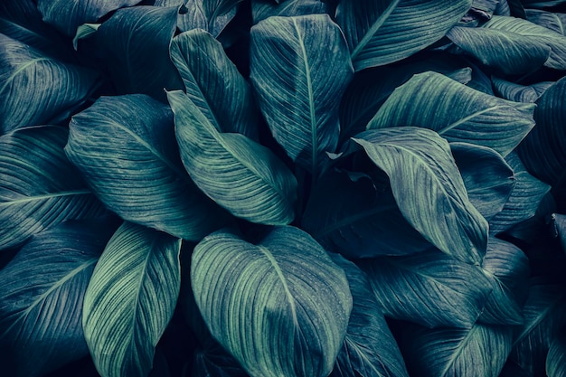 Fundo escuro da natureza da folha tropical azul