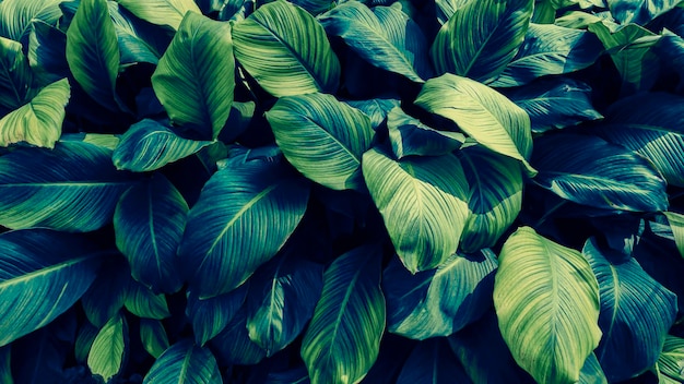 Foto fundo escuro da natureza da folha tropical azul