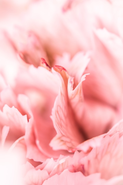 Fundo floral abstrato cravo rosa pétalas de flores macro flores pano de fundo para marca de feriado