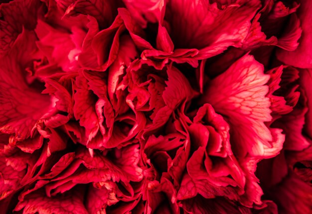 Fundo floral abstrato cravo vermelho pétalas de flores macro flores pano de fundo para marca de feriado