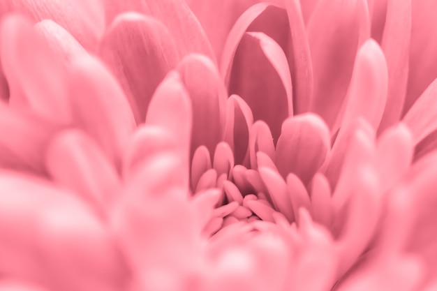 Fundo floral abstrato crisântemo rosa flor macro flores pano de fundo para design de marca de férias