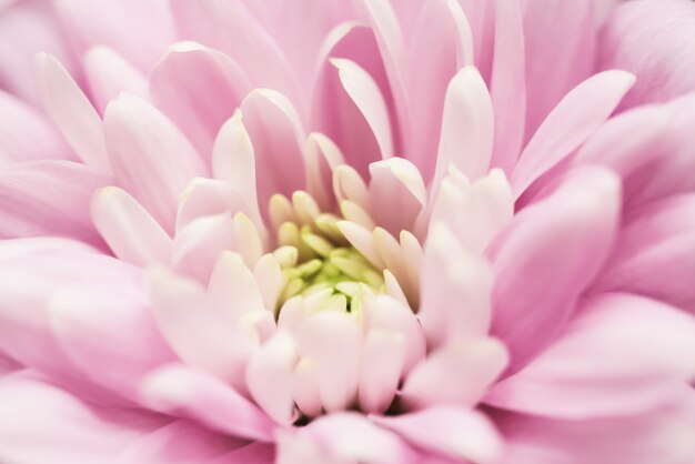 Fundo floral abstrato crisântemo rosa flor macro flores pano de fundo para design de marca de férias