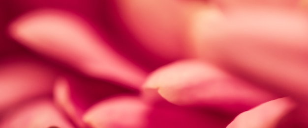 Fundo floral abstrato crisântemo rosa flor macro flores pano de fundo para design de marca de férias