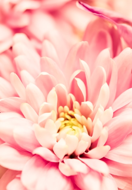 Fundo floral abstrato crisântemo rosa flor macro flores pano de fundo para design de marca de férias