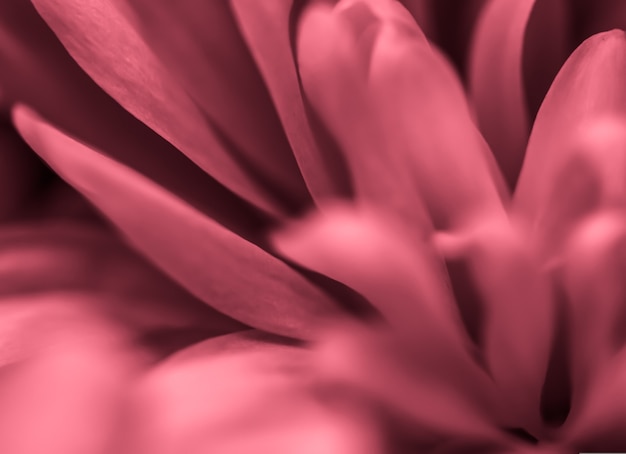 Fundo floral abstrato crisântemo rosa flor macro flores pano de fundo para design de marca de férias