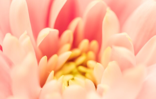 Fundo floral abstrato crisântemo rosa flor macro flores pano de fundo para design de marca de férias