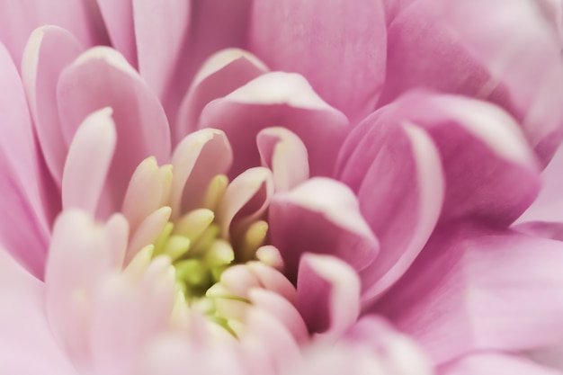 Fundo floral abstrato crisântemo rosa flor macro flores pano de fundo para design de marca de férias