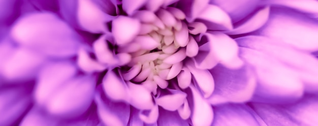 Fundo floral abstrato crisântemo roxo flor macro flores pano de fundo para marca de feriado