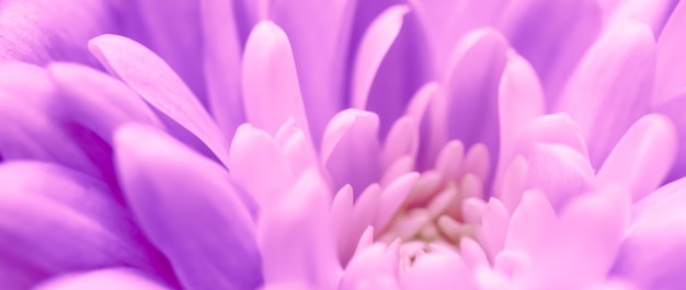 Fundo floral abstrato crisântemo roxo flor macro flores pano de fundo para marca de férias