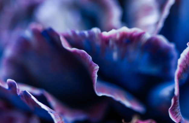 Fundo floral abstrato flor de cravo azul macro flores pano de fundo para design de marca de férias