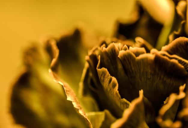 Fundo floral abstrato flor de cravo laranja macro flores pano de fundo para design de marca de férias