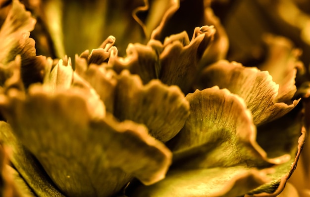 Fundo floral abstrato flor de cravo laranja Pano de fundo de flores macro para design de marca de férias