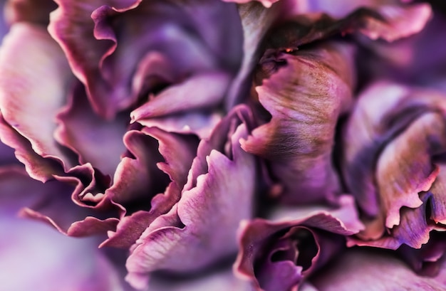 Fundo floral abstrato flor de cravo roxo macro flores pano de fundo para design de marca de férias