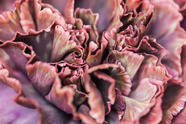 Fundo floral abstrato flor de cravo roxo macro flores pano de fundo para design de marca de férias