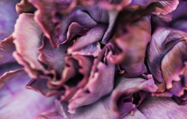 Fundo floral abstrato flor de cravo roxo macro flores pano de fundo para design de marca de férias