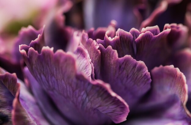 Fundo floral abstrato flor de cravo roxo pano de fundo de macro flores para design de marca de férias