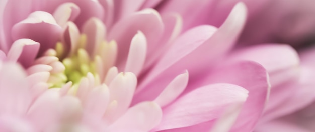 Fundo floral abstrato flor de crisântemo rosa Pano de fundo de flores macro para design de férias