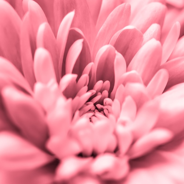 Fundo floral abstrato flor de crisântemo rosa Pano de fundo de flores macro para design de marca de férias