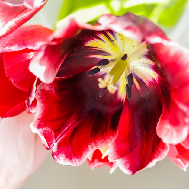 Fundo floral abstrato flor de tulipa vermelha Macro flores pano de fundo para o projeto de férias