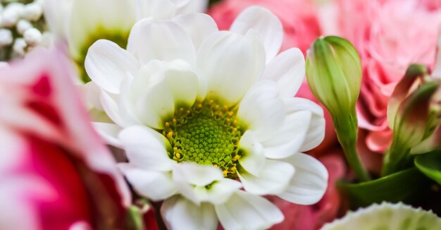 Fundo floral abstrato pétalas de flores de crisântemo branco Pano de fundo de flores macro