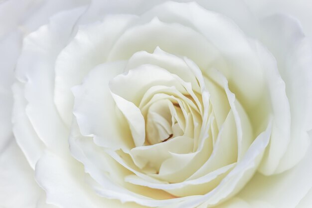 Fundo floral abstrato pétalas de flores de rosas brancas fundo de flores macro foco suave