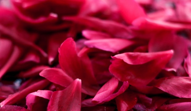 Fundo floral abstrato romântico pétalas de flores rosa na água