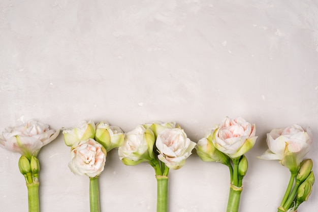 Foto fundo floral amaryllis em uma luz