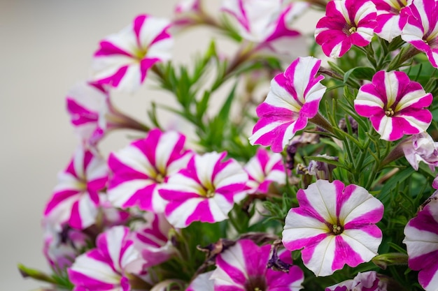 Fundo floral, arbustos de petúnia exuberantes coloridos florescendo em um canteiro de flores, dia ensolarado