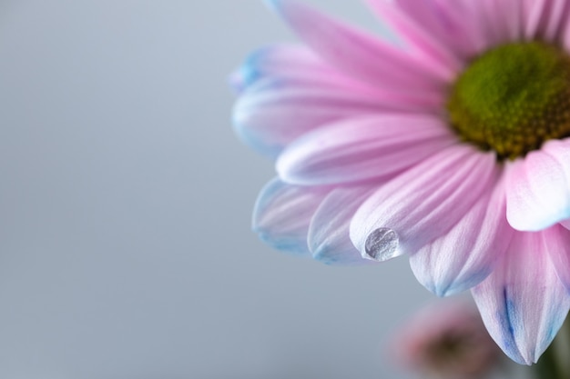 Fundo floral bonito com uma gota de chuva em uma folha de flor brilhante, flor de aster rosa e azul