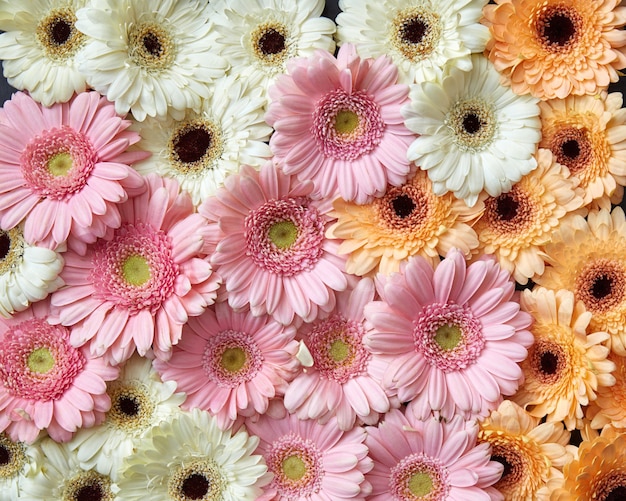 Fundo floral bonito de diferentes flores gerberas conceito de primavera