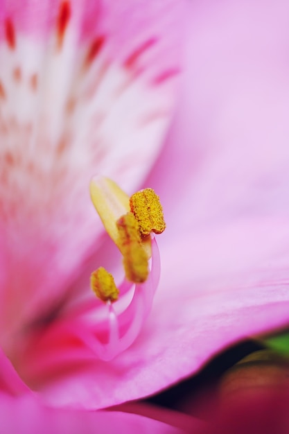 Fundo floral com pistilos, estames e macro de pólen, lírio do incas de Alstroemeria peruvan