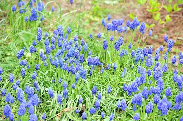 Fundo floral da mola com as flores azuis de florescência do Muscari.