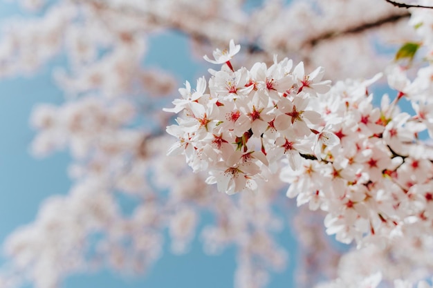 Fundo floral da primavera Sakura florescendo com flores brancas na primavera Ramos de flor de cerejeira contra o céu azul fecham festival de flor de cerejeira