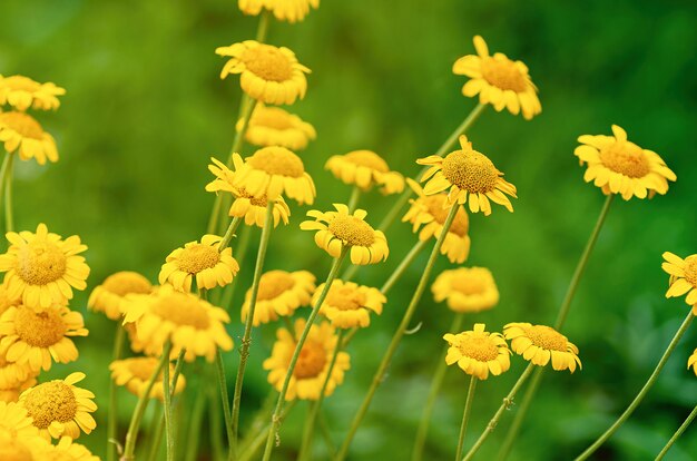 Fundo floral de amarelo para fotos camomiles