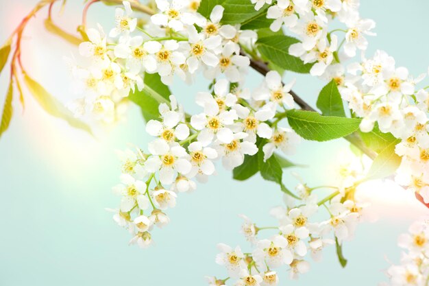 Fundo floral de flores brancas